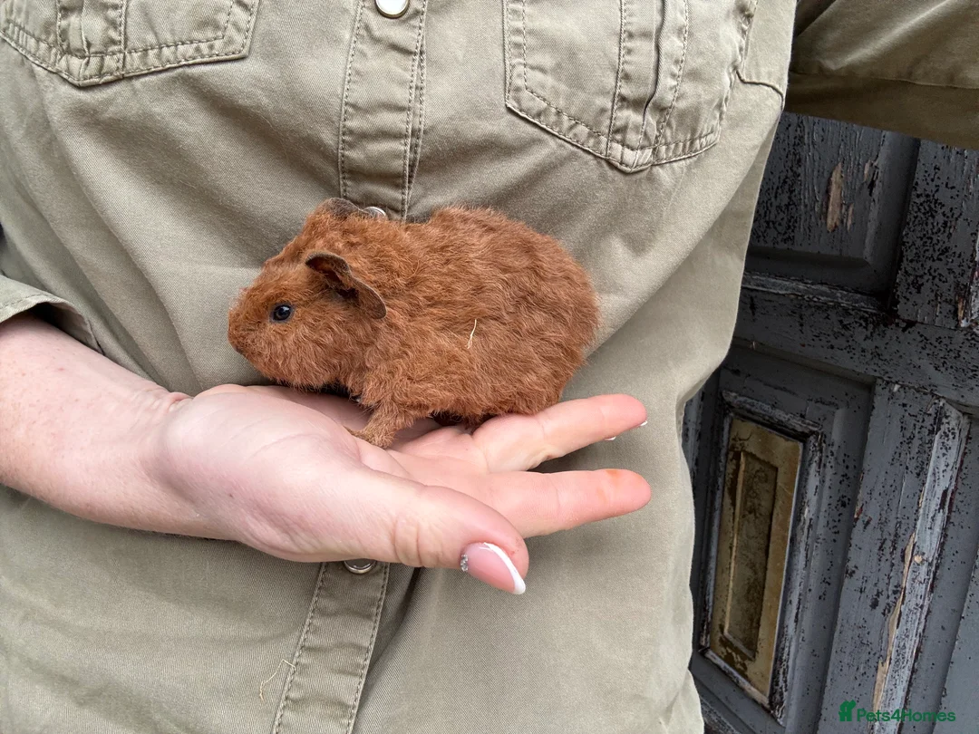 Guinea Pig rodents for sale: 3 baby boys 1 adult boy guinea pigs - Advert 5