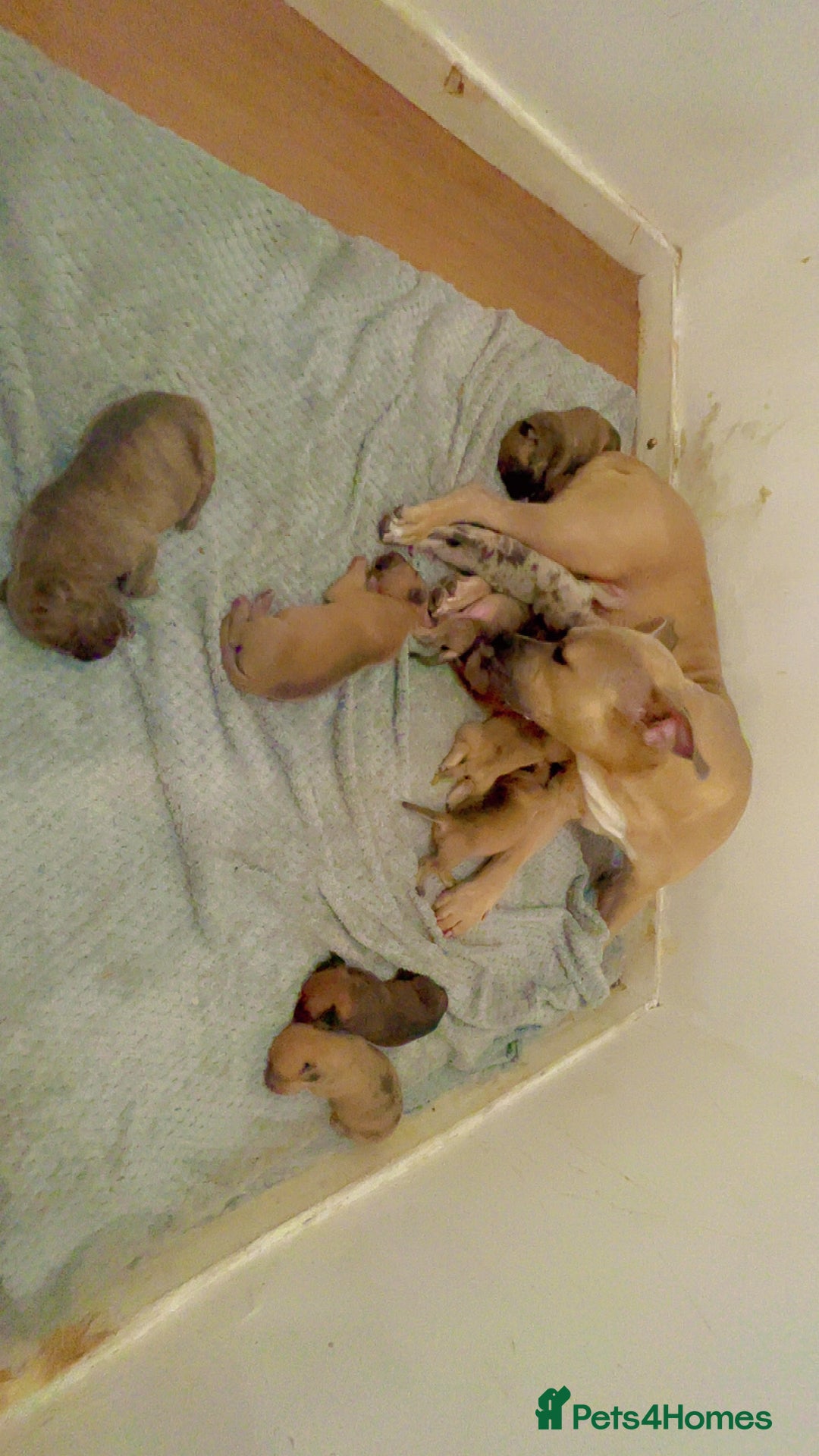 Mixed Breed dogs for sale: PUPPIES 4 SALE - Image 3