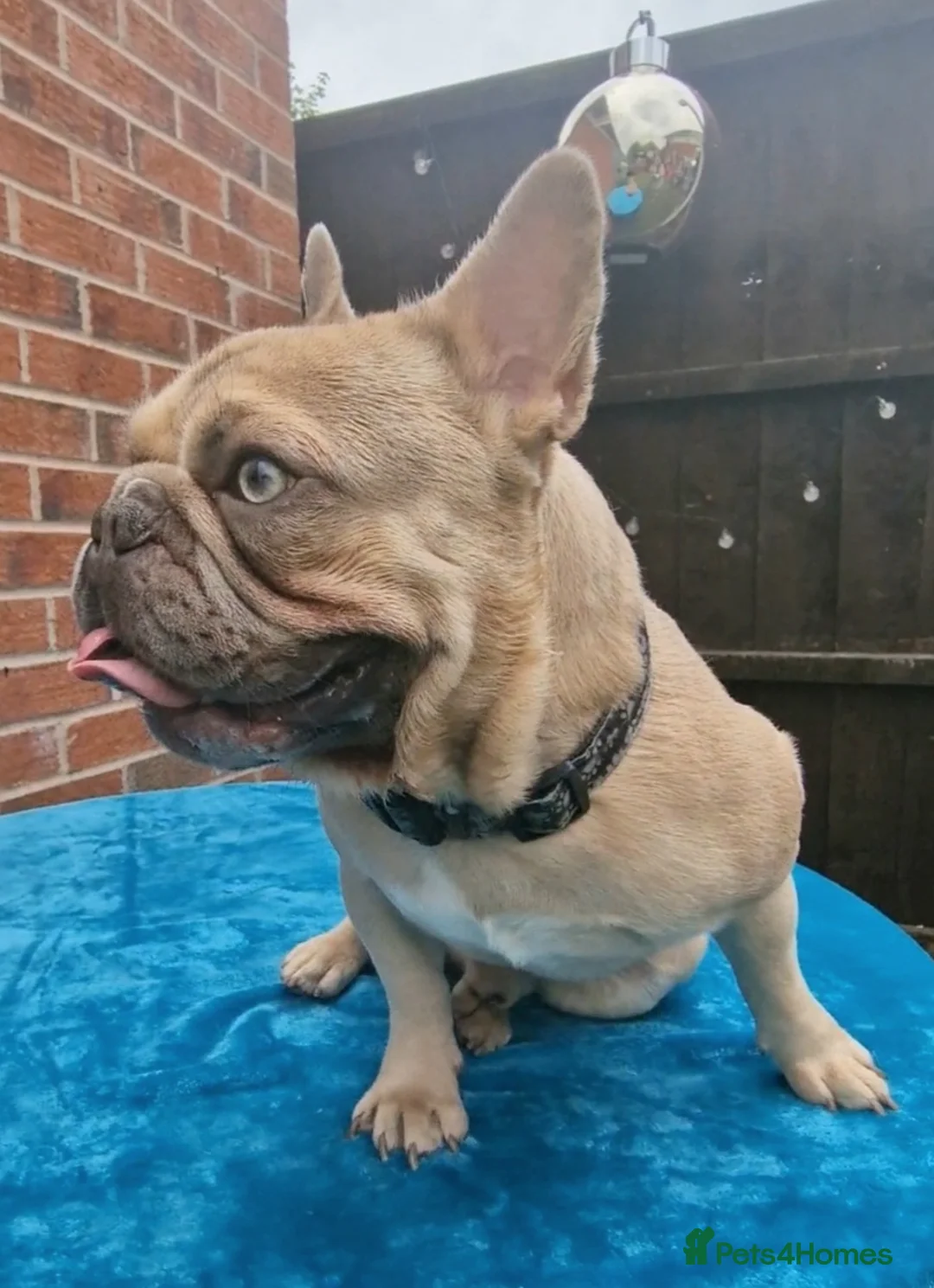 French Bulldog dogs for stud: ZUES L4 CARRIER in Liverpool - Advert 3