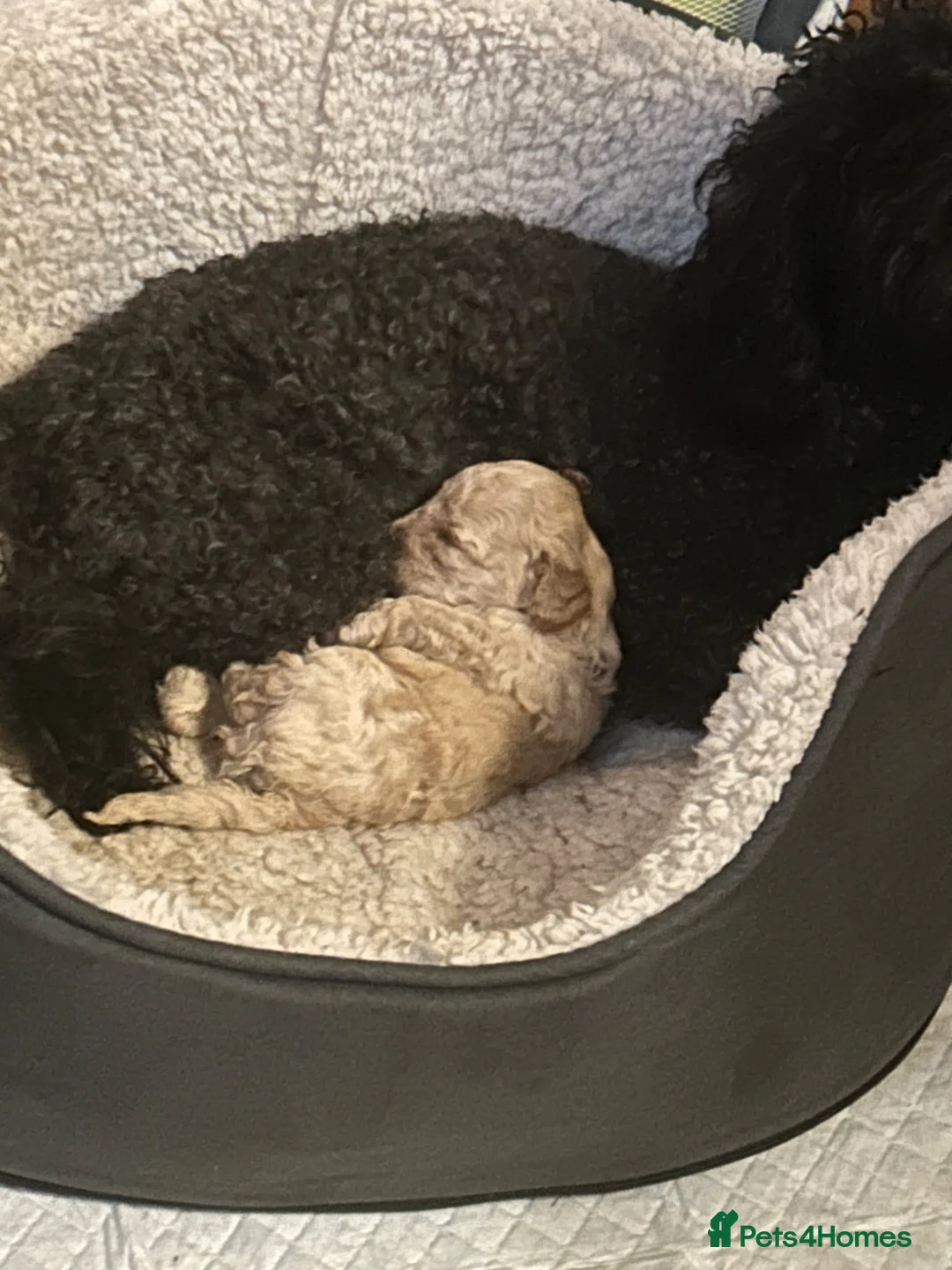 Toy Poodle dogs for sale: Toy poodle puppies  - Advert 20