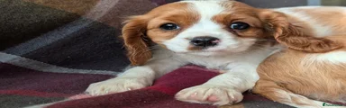 Cavalier King Charles Spaniel Puppy 3
