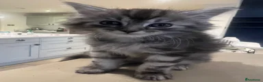 Ragcoon 3