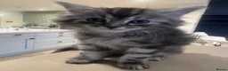 Ragcoon cats for sale: 🐾 Beautiful Maine Coon x Ragdoll kittens  - Advert 19