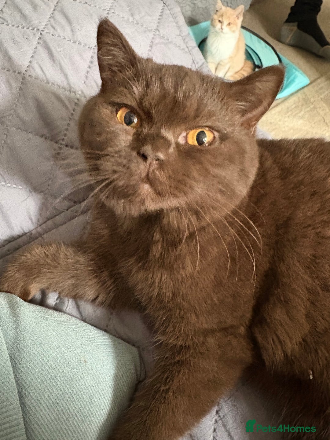 British Shorthair cats for sale: Registered British Shorthair Kittens ❤️  - Advert 16