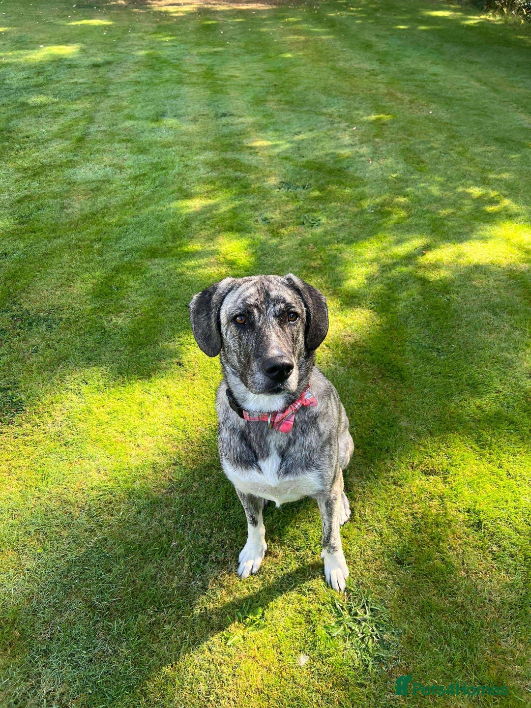 Mixed Breed dogs for adoption: Judie is searching for her forever home  - Image 6