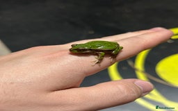 Frog reptiles for sale: Andean Marsupial Tree frogs - Image 4