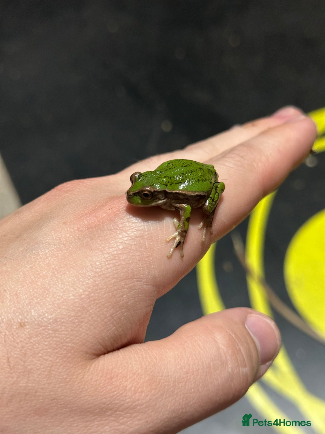 Frog reptiles for sale: Andean Marsupial Tree frogs - Image 4