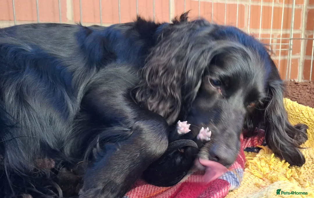 Cocker Spaniel dogs for sale: Five beautiful working cocker spaniel pups  - Advert 19