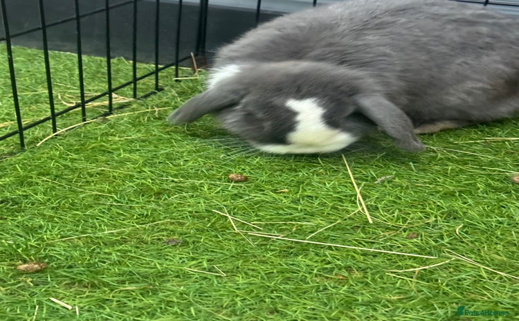 Mini Lop rabbits - Advert 11