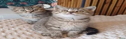 British Shorthair cats for sale: Adorable Brittish Shorthair kittens🐱 - Advert 24