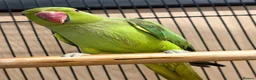 Ringnecks birds for sale: Ringneck - Advert 3