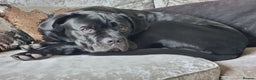 Cane Corso dogs for sale: Stunning Male Cane Corso for sale - 8 months - Advert 3