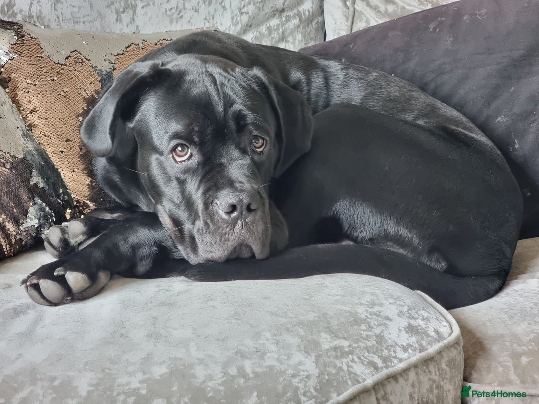 Cane Corso dogs for sale: Stunning Male Cane Corso for sale - 8 months - Advert 3