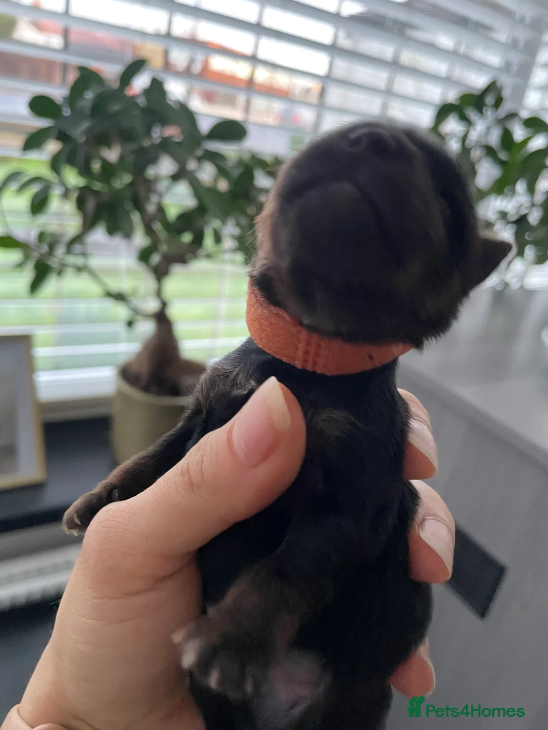 Yorkshire Terrier dogs for sale: pure breed yorkshire terrier  - Advert 18