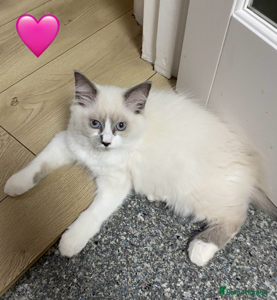 Ragdoll cats for sale: Ragdoll kittens one girl available  - Image 13