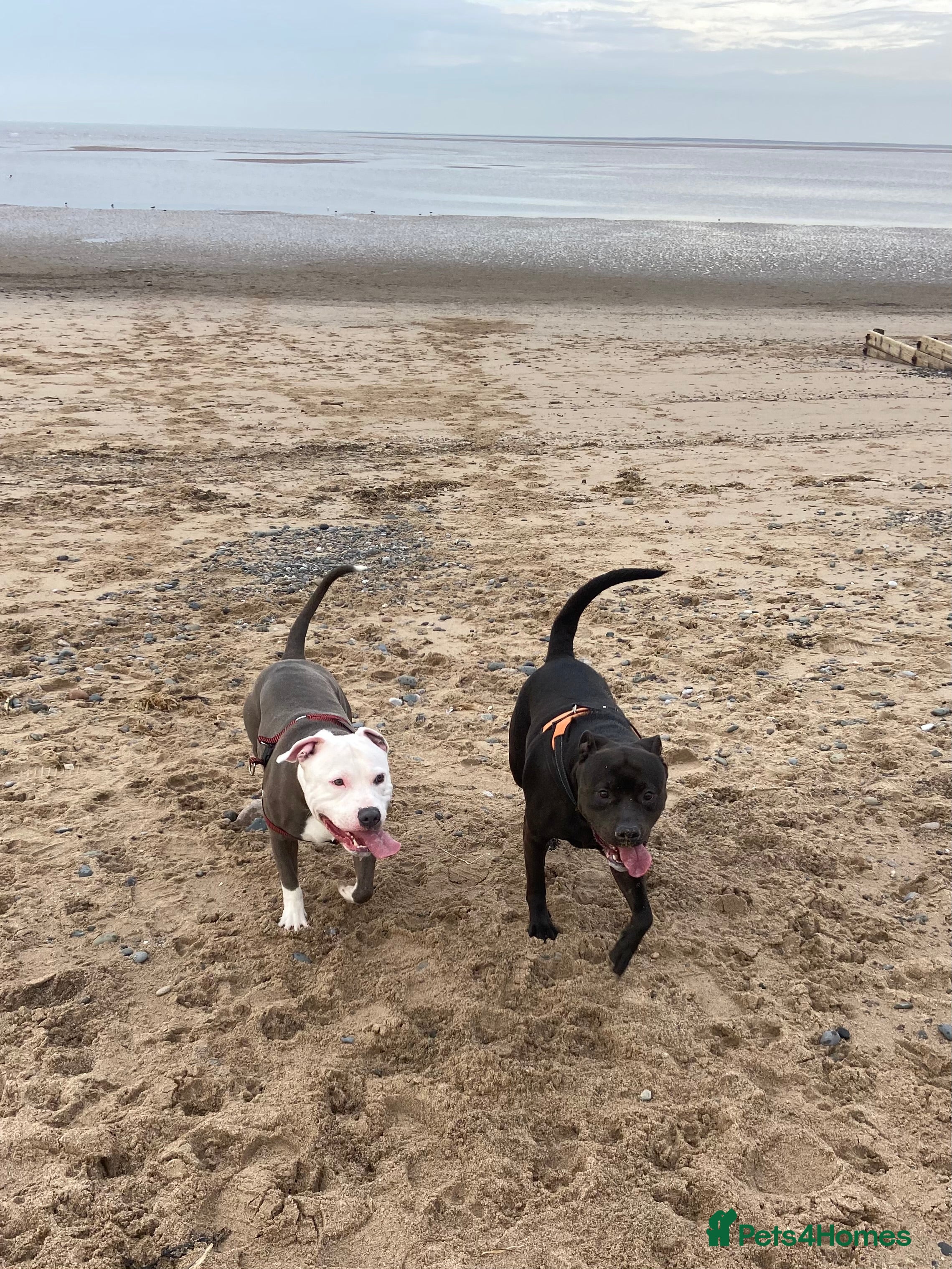 Staffordshire Bull Terrier dogs Staffy Pups  - Advert 2