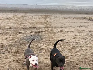 Staffordshire Bull Terrier dogs Staffy Pups - Advert 2