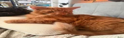 Bengal cats for sale: Male tabby ginger cat - Advert 3