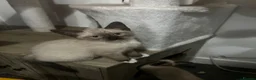 Snowshoe cats for sale: Beautiful Snowshoe Kittens – Ready to Leave Now - Advert 7