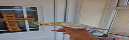 Cockatiels birds for sale: Super hand tamed baby cockatiels  - Advert 17