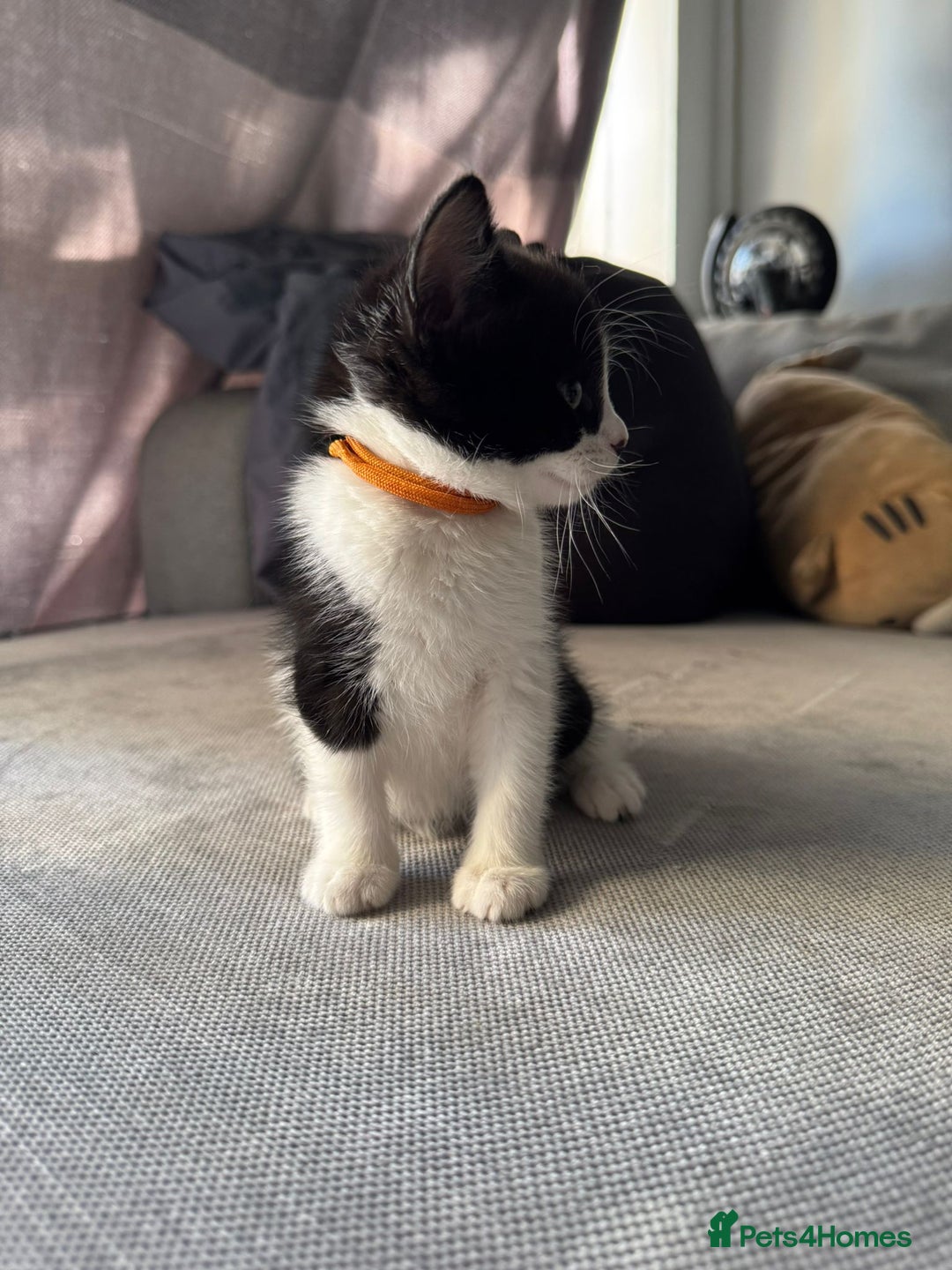 British Shorthair cats for sale: Beautiful black and white kittens - Image 5