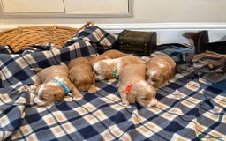 Cockapoo dogs for sale: Beautiful Golden Cockerpoo Puppies 2 Girl & 4 Boy - Image 12