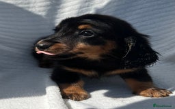 Miniature Dachshund dogs for sale: Beautiful long hair dachshund  in Stourport-on-Severn - Image 6