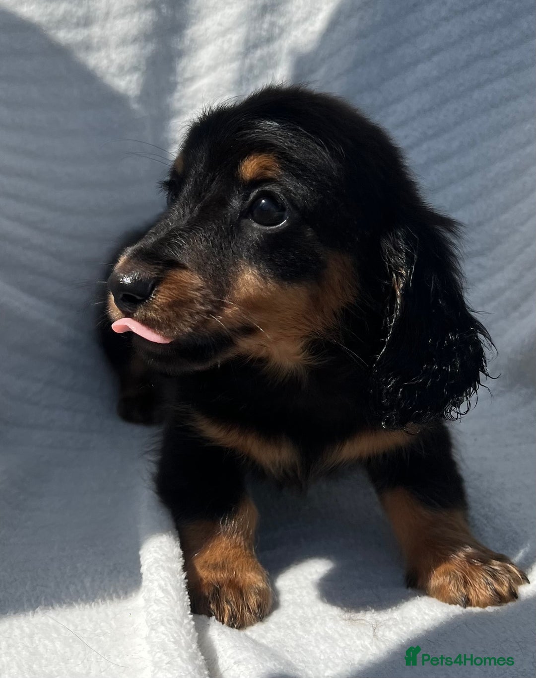 Miniature Dachshund dogs for sale: Beautiful long hair dachshund  in Stourport-on-Severn - Image 6
