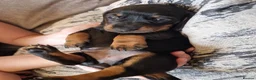 Miniature Dachshund dogs for sale: 4 beautiful miniature dachshunds - Advert 14