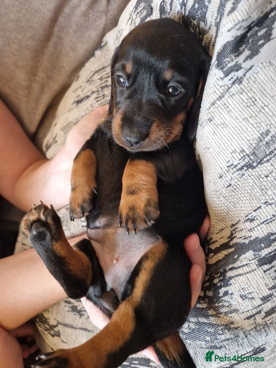 Miniature Dachshund dogs for sale: 4 beautiful miniature dachshunds - Advert 14