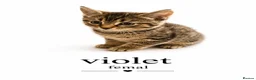 Mixed Breed cats for sale: Mix Bengal kittens - Advert 9