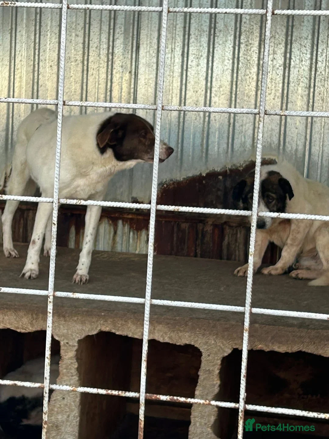 Mixed Breed dogs for adoption: Roger - Norwich Norfolk  in Norwich - Advert 19