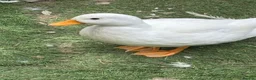 Ducks poultry for sale: Call Duck Drakes hand raised  - Advert 3
