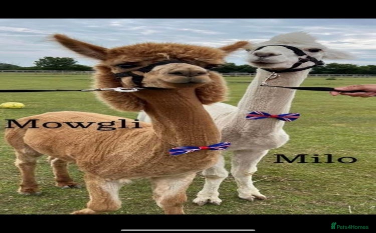 Alpaca livestock Trekking alpacas BAS registered  - Advert 2