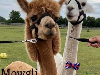 Alpaca livestock Trekking alpacas BAS registered - Advert 3