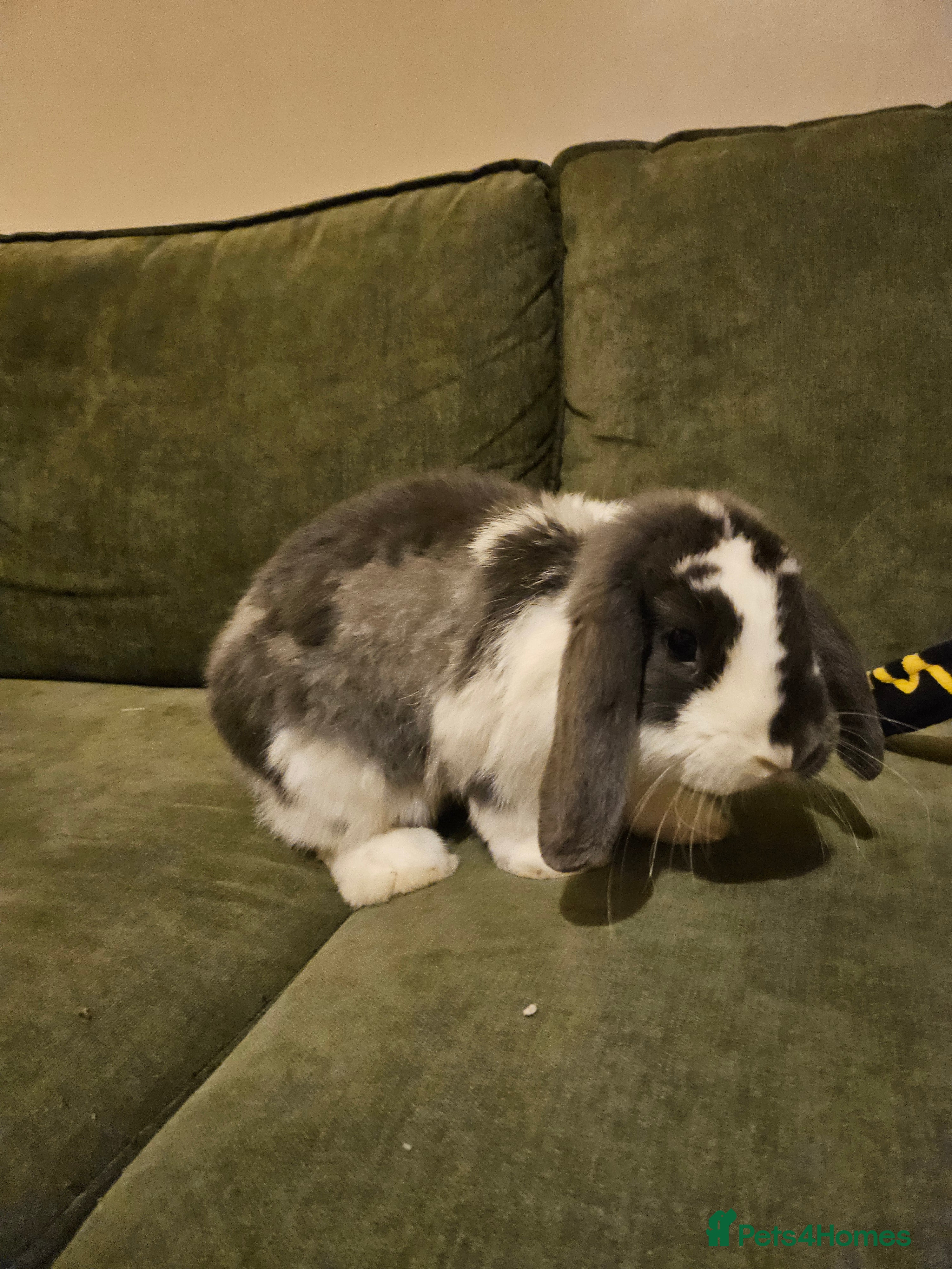 Dwarf Lop rabbits Gandalf the Lop - Advert 13