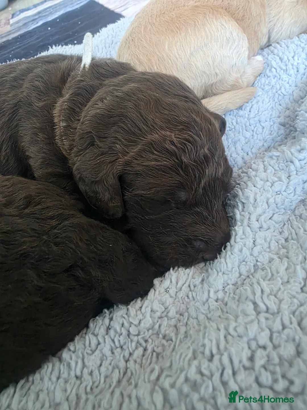 Labradoodle dogs for sale: 🧸 Stunning Miniature Labradoodle Puppies - Advert 2