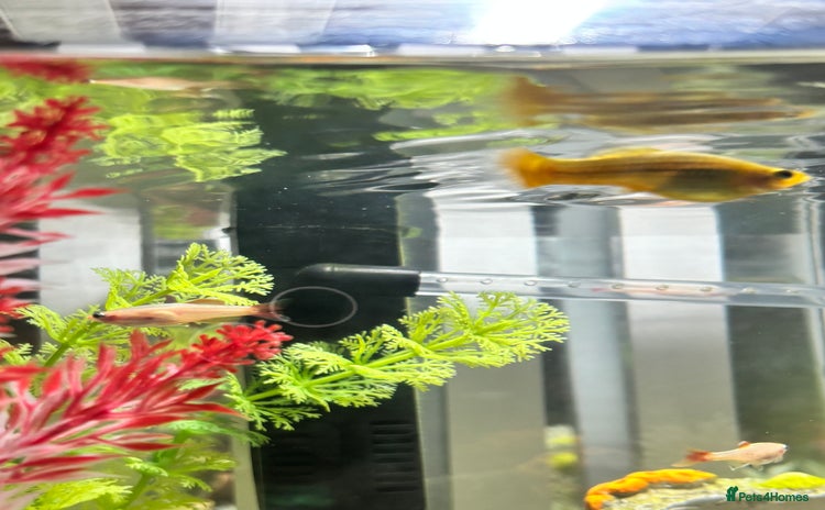 Platies fish - Advert 1