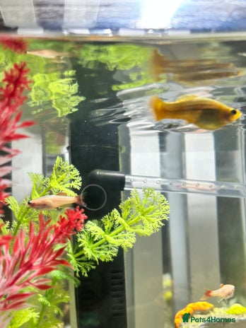 Platies fish - Advert 1