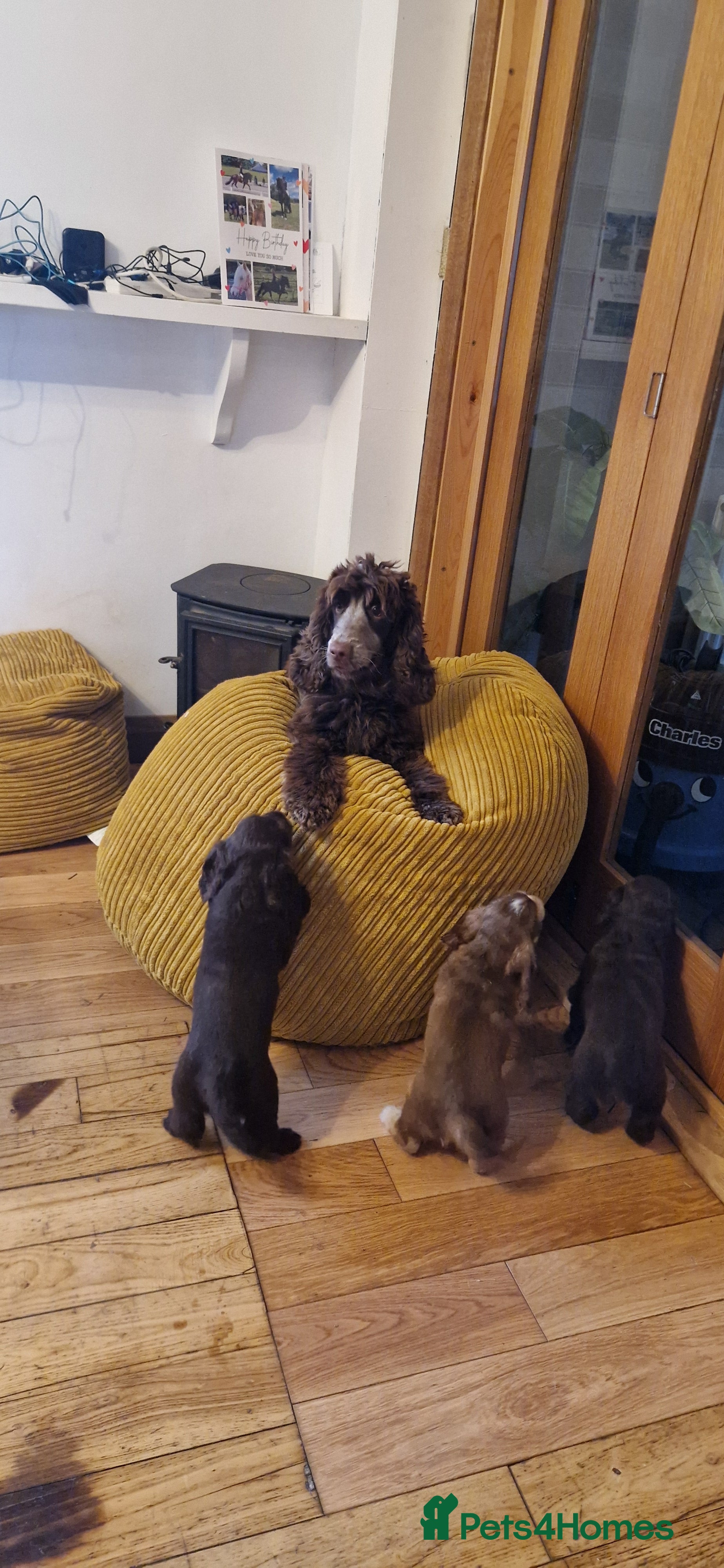 Cocker Spaniel dogs KC REG CHUNKY GORGEOUS COCKER PUPS - Advert 1