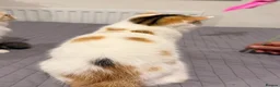 Exotic cats for sale: Gorgeous GCCF reg. kittens from Champions parents  - Advert 29