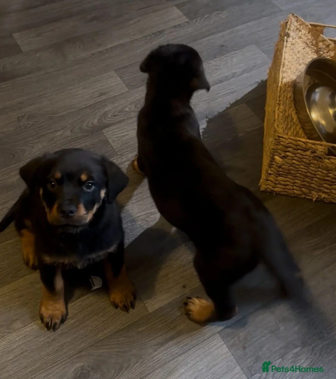 Rottweiler dogs for sale: German Rottweiler Puppies – 2 Girls Available in Newcastle - Advert 5