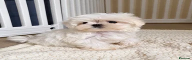 Maltese 3