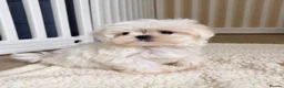 Maltese dogs for sale: 🐾 Beautiful Maltese puppies 🐾 - Advert 18