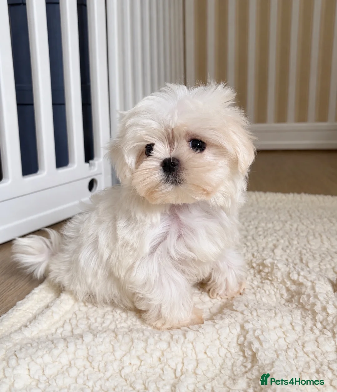 Maltese dogs for sale: 🐾 Beautiful Maltese puppies 🐾 - Advert 18