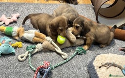 Miniature Dachshund dogs for sale: Gorgeous shaded cream pups - Image 10