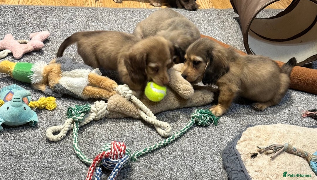 Miniature Dachshund dogs for sale: Gorgeous shaded cream pups - Image 10