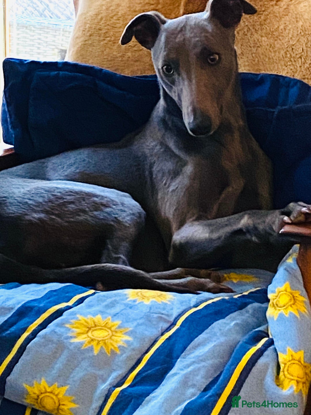 Mixed Breed dogs for sale: Beautiful Saluki x Whippet puppies - Advert 36