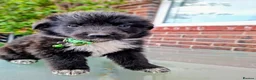 Mixed Breed dogs for sale: German shepherd/husky/springer cross puppies  - Advert 10