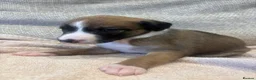 Mixed Breed dogs for sale: Whippet x lurcher pups - Advert 25